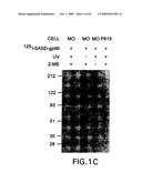 Complexes of alpha (2) macroglobulin and antigenic molecules for immunotherapy diagram and image