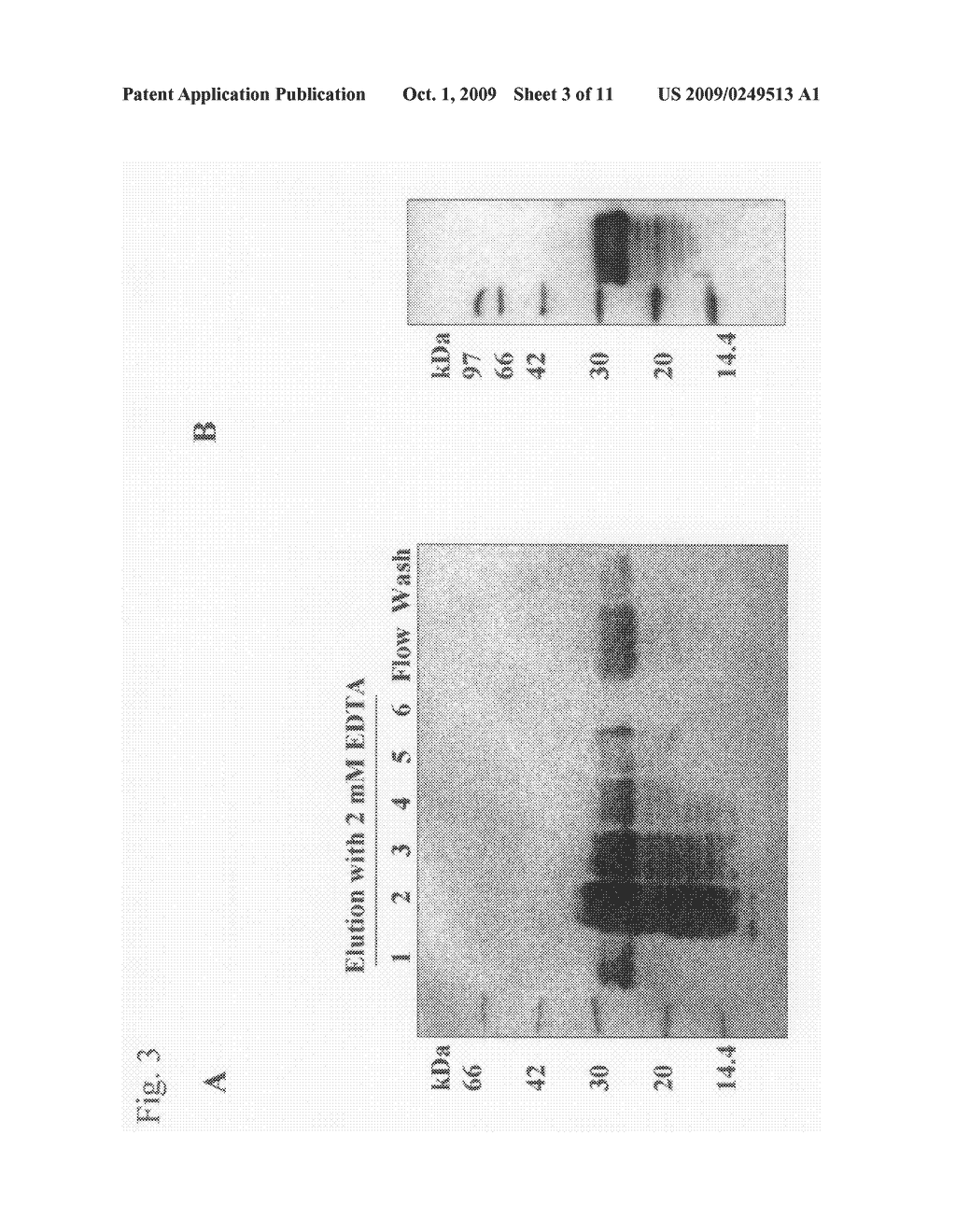 Method for Expression and Accumulation of Peptide in Plant - diagram, schematic, and image 04