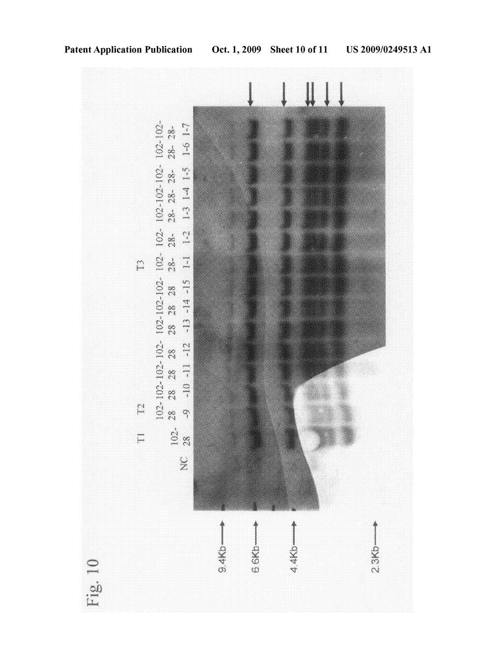 Method for Expression and Accumulation of Peptide in Plant - diagram, schematic, and image 11