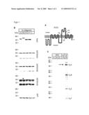 Botulinum Neurotoxin a Protein Receptor and Uses Thereof diagram and image