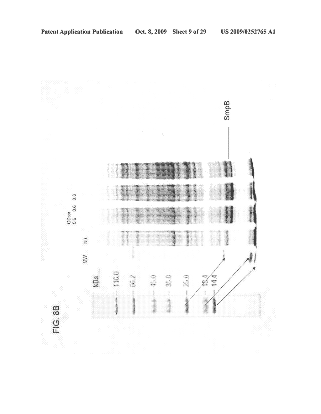 BACILLE CALMETTE-GUERIN (BCG)-BASED ANTI-ATHEROMA VACCINE AND METHODS OF USE THEREOF - diagram, schematic, and image 10