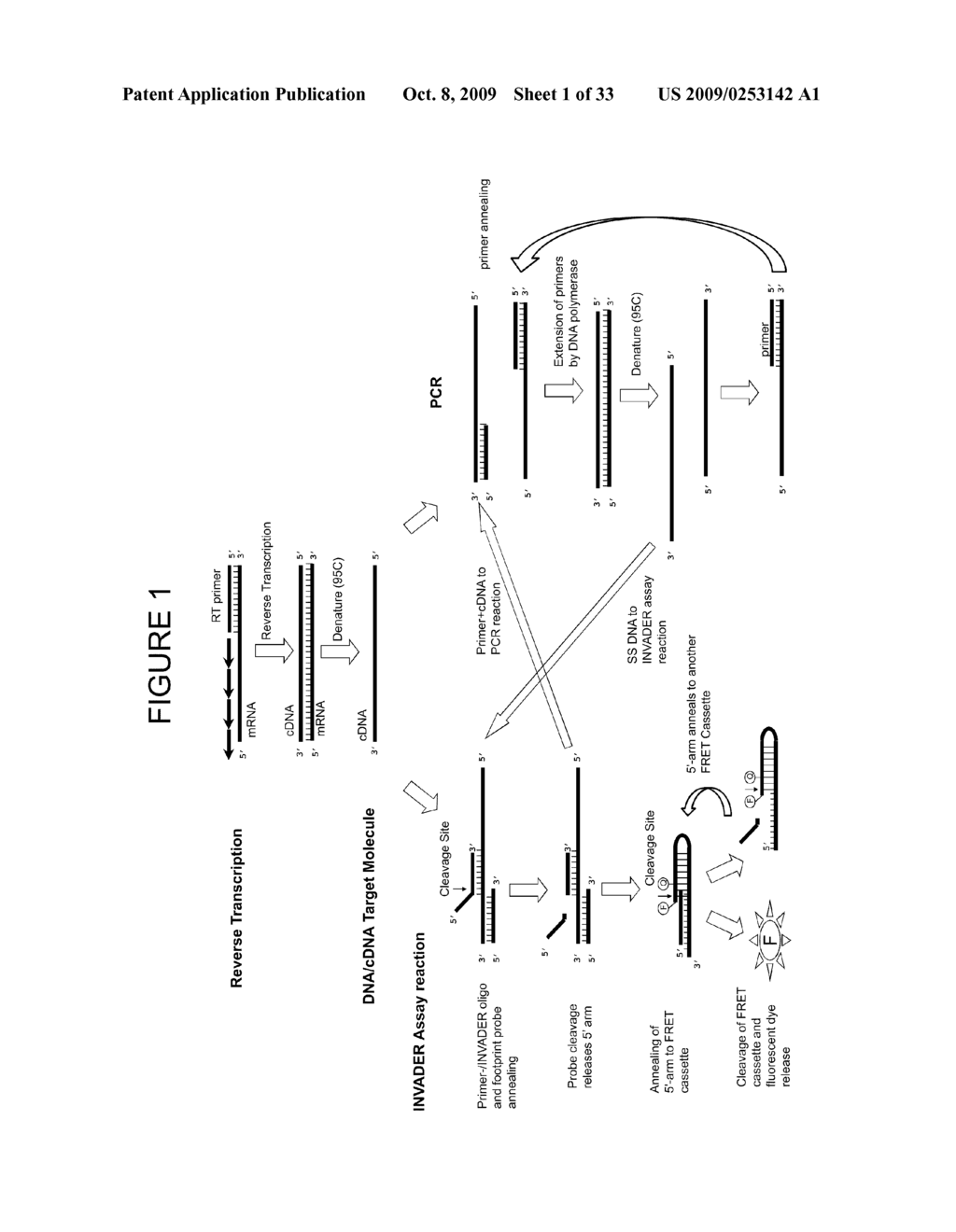 COMPOSITIONS AND METHODS FOR ANALYSIS OF NUCLEIC ACID MOLECULES DURING AMPLIFICATION REACTIONS - diagram, schematic, and image 02