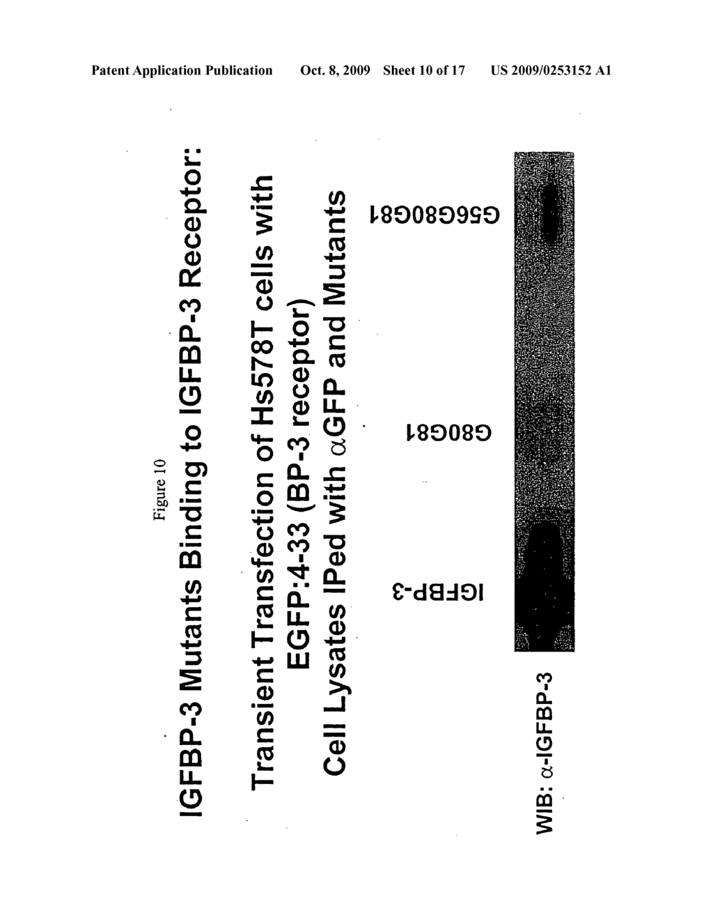 NOVEL MUTANT IGFBP-3 MOLECULES THAT DO NOT BIND TO IGFs, BUT RETAIN THEIR ABILITY TO FUNCTIONALLY BIND IGFBP-3 RECEPTOR - diagram, schematic, and image 11