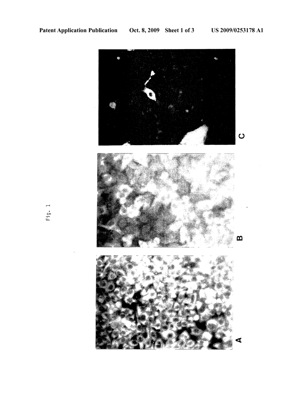 RECOMBINANT CELL CLONES HAVING INCREASED STABILITY AND METHODS OF MAKING AND USING THE SAME - diagram, schematic, and image 02