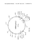 Mammalian Cell Lines for Increasing Longevity and Protein Yield from a Cell Culture diagram and image