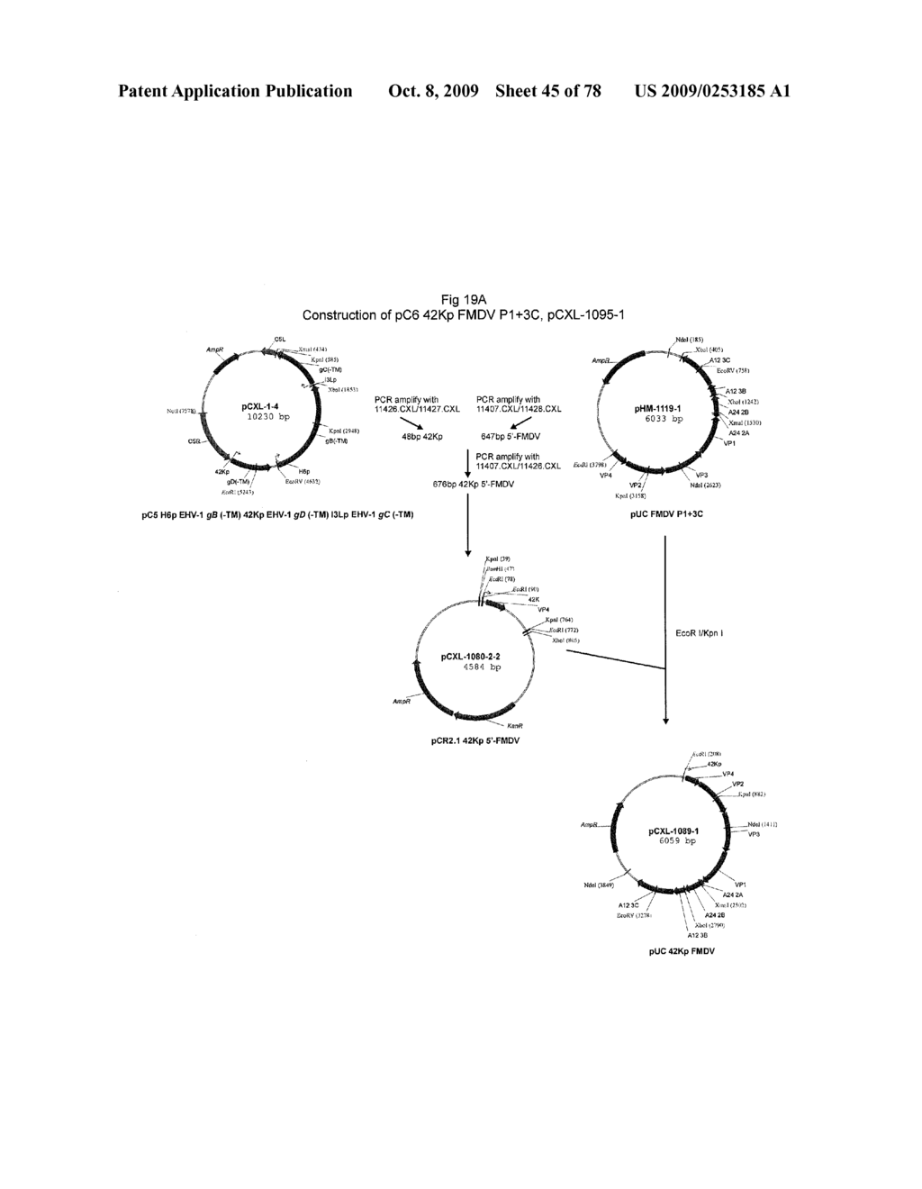 AVIPOX RECOMBINANTS EXPRESSING FOOT AND MOUTH DISEASE VIRUS GENES - diagram, schematic, and image 46