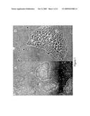 Screening assays for identifying differentiation-inducing agents and production of differentiated cells for cell therapy diagram and image