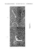 Screening assays for identifying differentiation-inducing agents and production of differentiated cells for cell therapy diagram and image