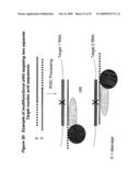 RNA INTERFERENCE MEDIATED INHIBITION OF CXCR4 GENE EXPRESSION USING SHORT INTERFERING NUCELEIC ACID (siNA) diagram and image