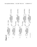 RNA INTERFERENCE MEDIATED INHIBITION OF TNF AND TNF RECEPTOR GENE EXPRESSION USING SHORT INTERFERING NUCLEIC ACID (siNA) diagram and image