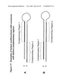 RNA INTERFERENCE MEDIATED INHIBITION OF TNF AND TNF RECEPTOR GENE EXPRESSION USING SHORT INTERFERING NUCLEIC ACID (siNA) diagram and image