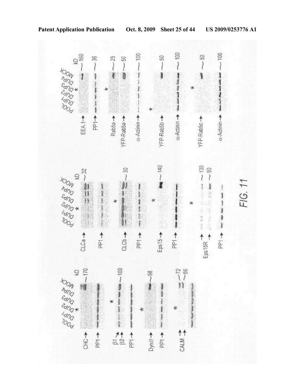 siRNA targeting gremlin - diagram, schematic, and image 26