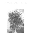  Vas-One  Olive tree diagram and image