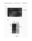 Antibodies against west nile virus and therapeutic and prophylactic uses thereof diagram and image