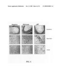 Antibodies against west nile virus and therapeutic and prophylactic uses thereof diagram and image