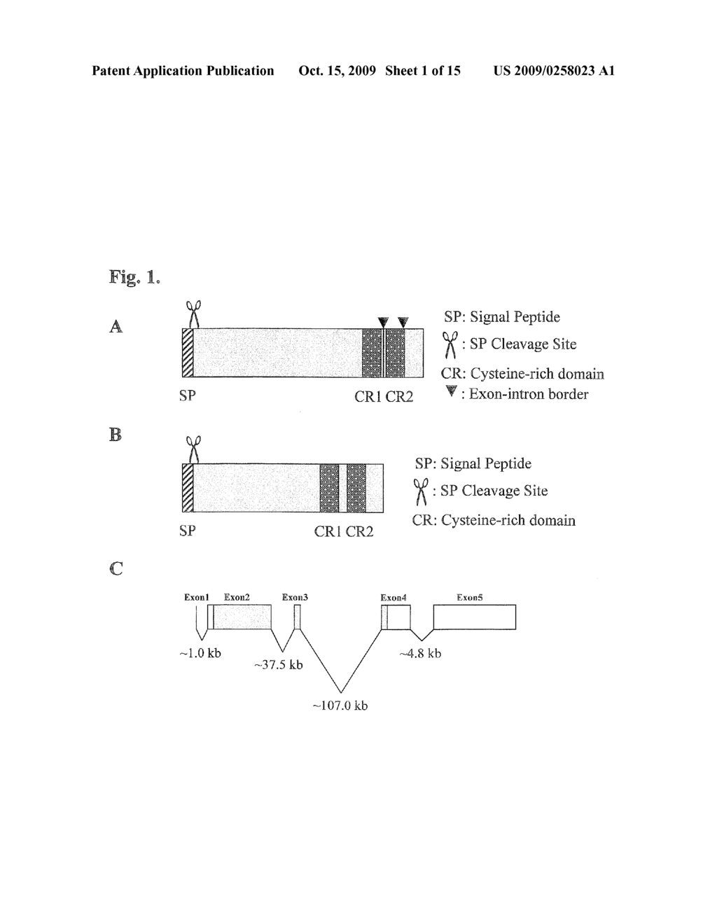 TGF-BETA SUPERFAMILY BINDING PROTEINS AND MODULATION OF BONE FORMATION AND LOSS - diagram, schematic, and image 02