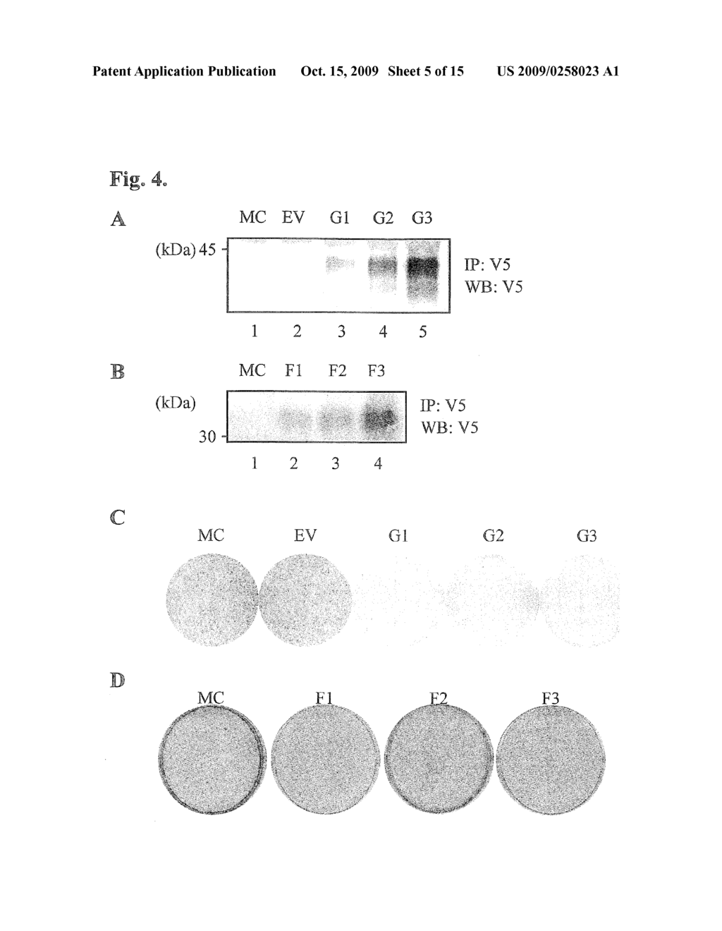 TGF-BETA SUPERFAMILY BINDING PROTEINS AND MODULATION OF BONE FORMATION AND LOSS - diagram, schematic, and image 06