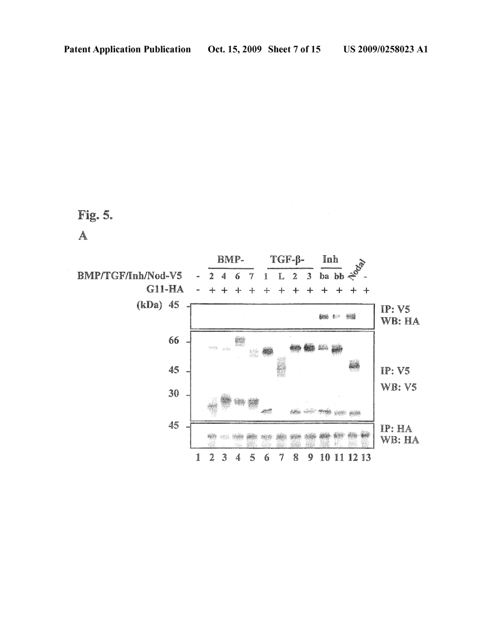 TGF-BETA SUPERFAMILY BINDING PROTEINS AND MODULATION OF BONE FORMATION AND LOSS - diagram, schematic, and image 08