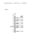 METHOD OF DETECTING EQUINE POLYSACCHARIDE STORAGE MYOPATHY diagram and image