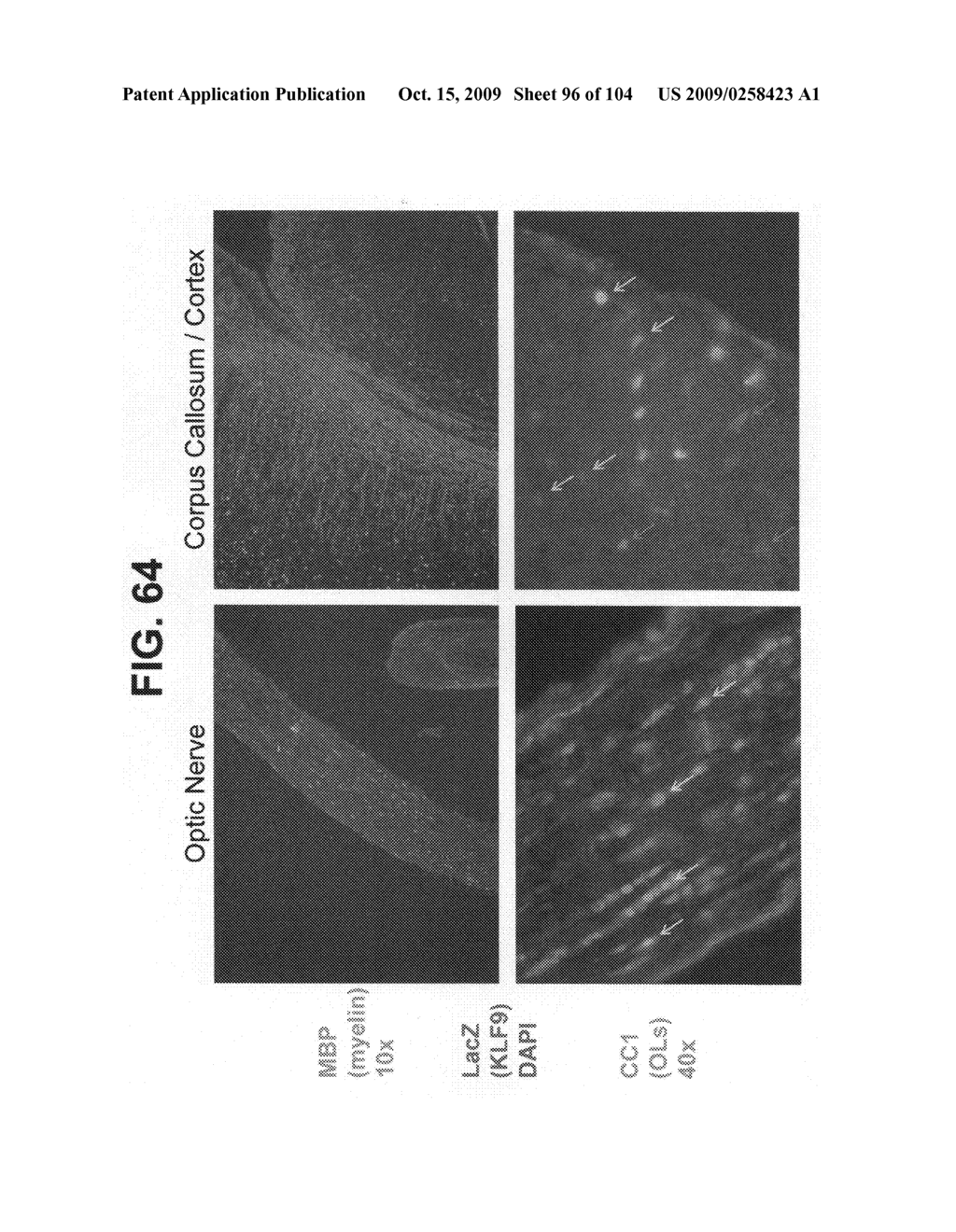 Cell cycle regulation and differentiation - diagram, schematic, and image 97