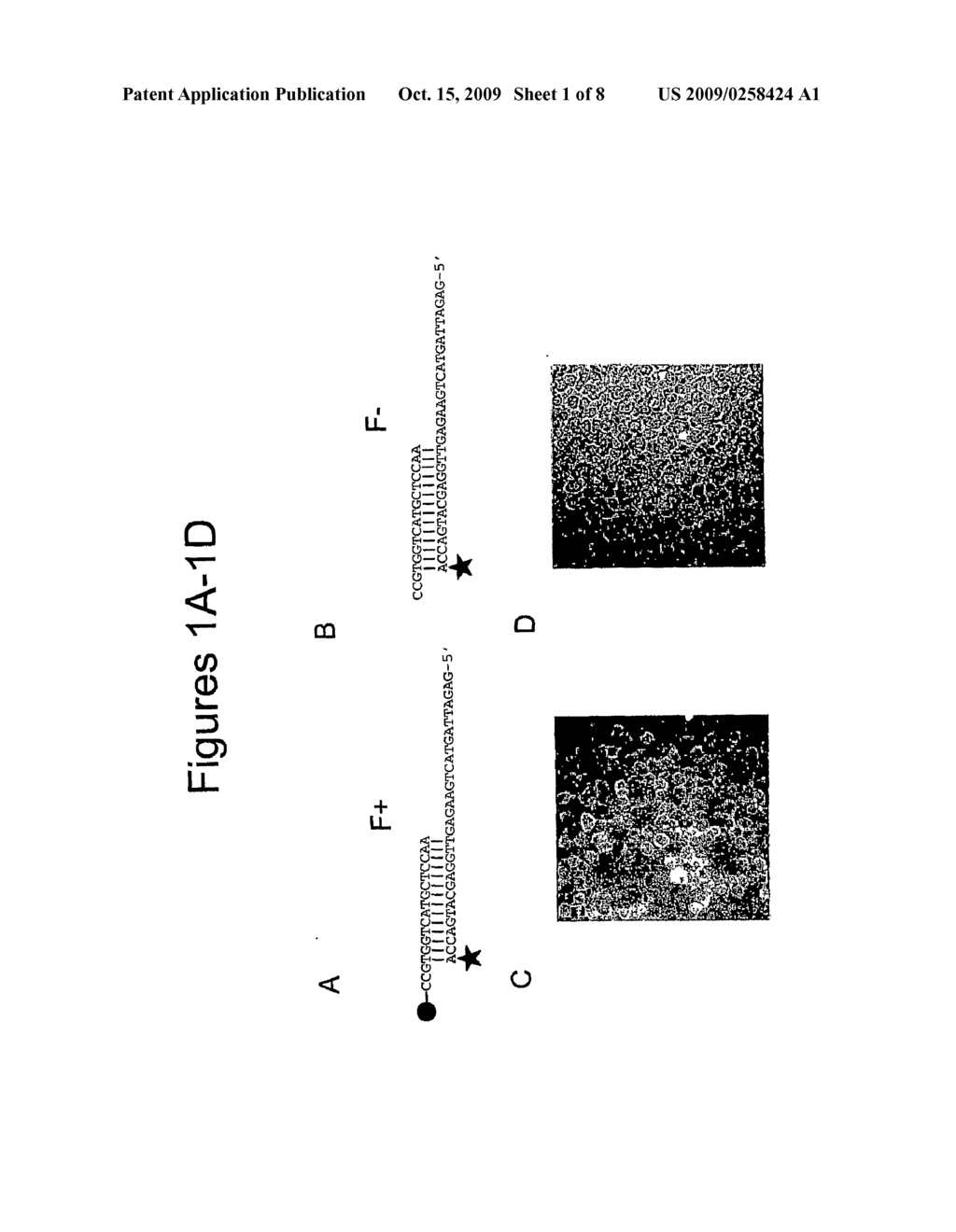 Cellular Delivery of siRNA - diagram, schematic, and image 02