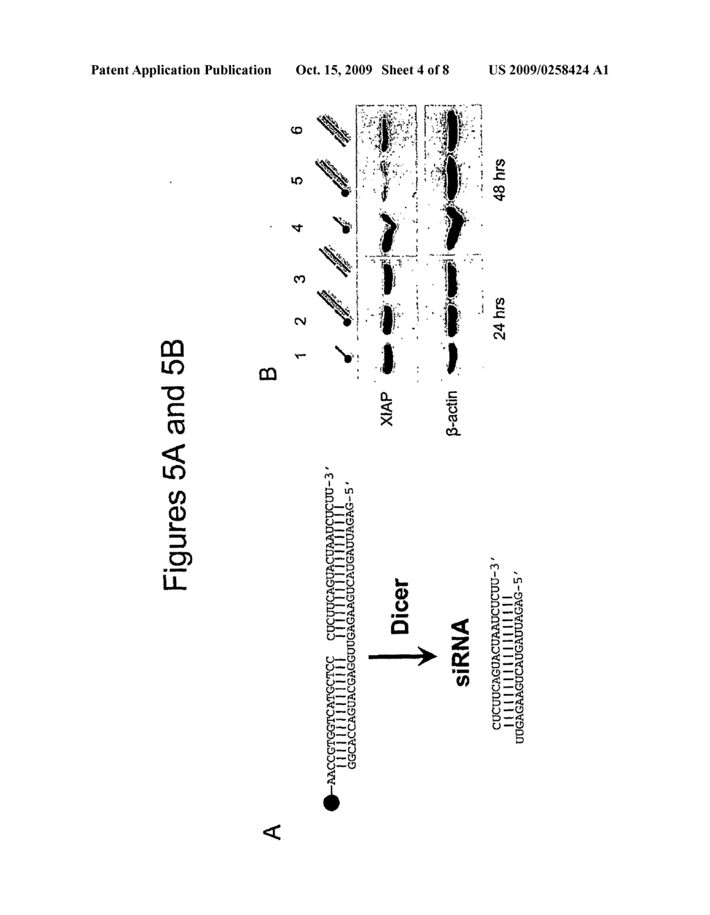 Cellular Delivery of siRNA - diagram, schematic, and image 05