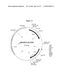 APOPTOSIS METHODS, GENES AND PROTEINS diagram and image