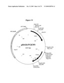 APOPTOSIS METHODS, GENES AND PROTEINS diagram and image