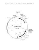 APOPTOSIS METHODS, GENES AND PROTEINS diagram and image