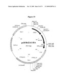 APOPTOSIS METHODS, GENES AND PROTEINS diagram and image