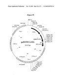 APOPTOSIS METHODS, GENES AND PROTEINS diagram and image