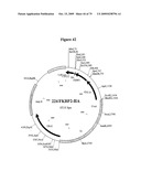 APOPTOSIS METHODS, GENES AND PROTEINS diagram and image