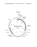 APOPTOSIS METHODS, GENES AND PROTEINS diagram and image