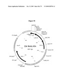 APOPTOSIS METHODS, GENES AND PROTEINS diagram and image