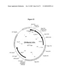 APOPTOSIS METHODS, GENES AND PROTEINS diagram and image