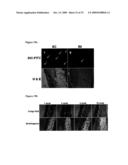 Compositions For the Treatment of Diabetes diagram and image