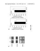 Stearoyl-CoA Desaturase 4 Gene diagram and image