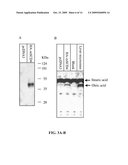 Stearoyl-CoA Desaturase 4 Gene diagram and image