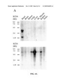 Stearoyl-CoA Desaturase 4 Gene diagram and image