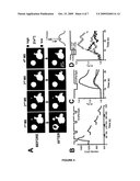 SCANNING ION CONDUCTANCE MICROSCOPY FOR THE INVESTIGATION OF LIVING CELLS diagram and image