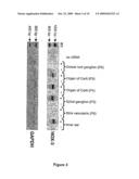 Novel means and methods for the treatment of hearing loss and phantom hearing diagram and image