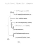 Compositions of Prokaryotic Phenylalanine Ammonia-Lyase and Methods of Treating Cancer Using Compositions Thereof diagram and image