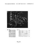 Breaking immunological toterance with a genetically encoded unnatural amino acid diagram and image