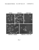 MONOCLONAL ANTIBODIES FOR INHIBITION OF LAMININ-8 EXPRESSION TO INHIBIT HUMAN GLIOMAS diagram and image