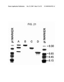 METHODS OF MODIFYING ANTIBODIES FOR PURIFICATION OF BISPECIFIC ANTIBODIES diagram and image