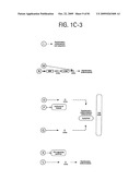 OSTEOPOROSIS ASSOCIATED MARKERS AND METHODS OF USE THEREOF diagram and image