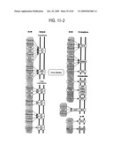 OSTEOPOROSIS ASSOCIATED MARKERS AND METHODS OF USE THEREOF diagram and image