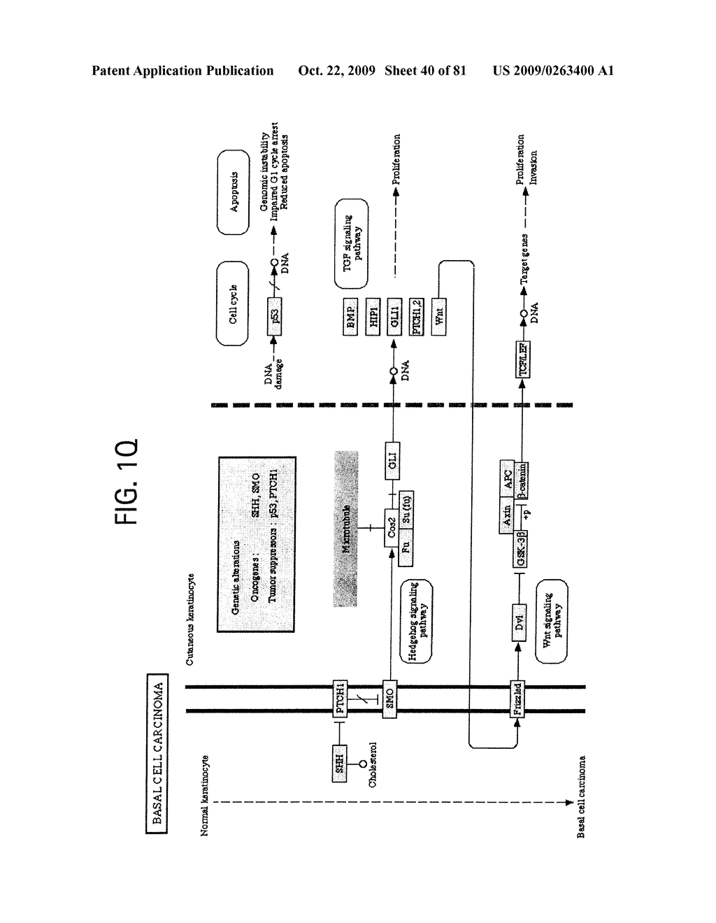 OSTEOPOROSIS ASSOCIATED MARKERS AND METHODS OF USE THEREOF - diagram, schematic, and image 41