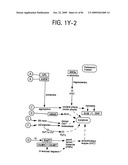 OSTEOPOROSIS ASSOCIATED MARKERS AND METHODS OF USE THEREOF diagram and image