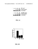 Methods and Compositions for Using MHC Class II Invariant Chain Polypeptide as a Receptor for Macrophage Migration Inhibitory Factor diagram and image